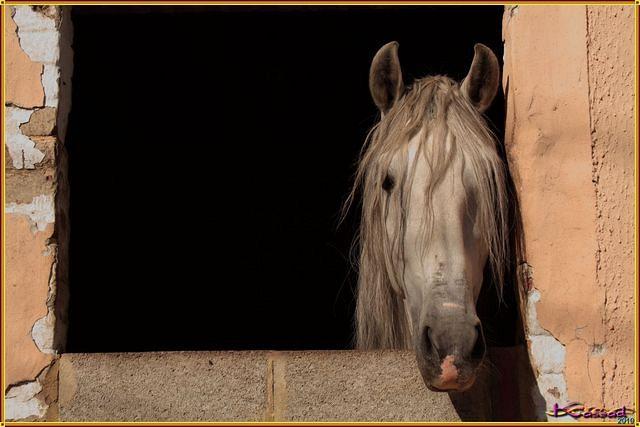 Milady at the Window