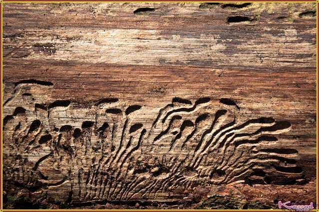 Sculpted in the wood