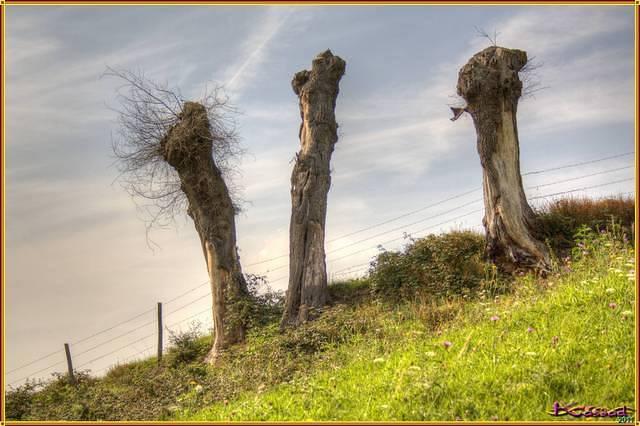 Tree Brothers