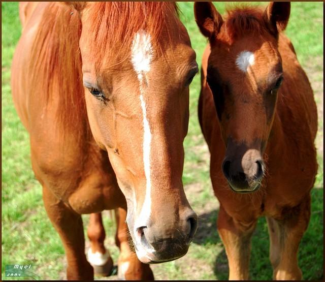 Mother and Daughter