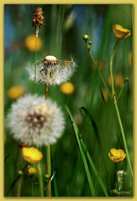 Bucolic