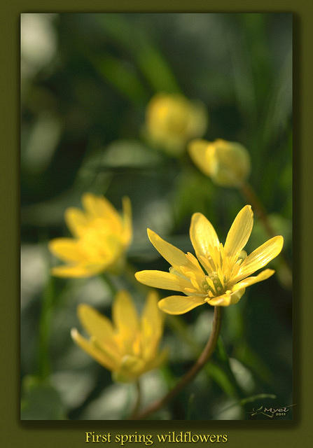 First spring wildflowers