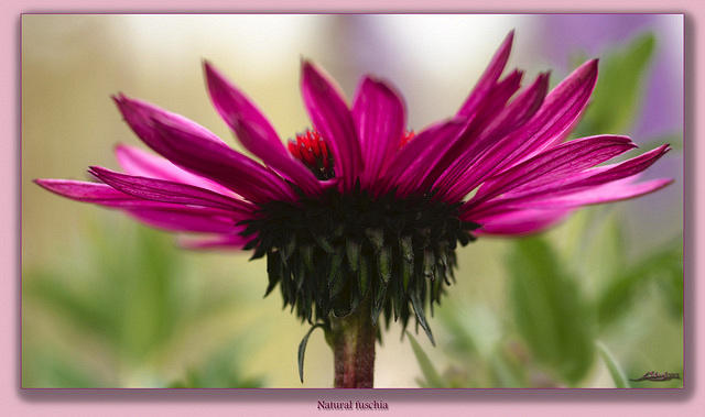 Natural fuschia