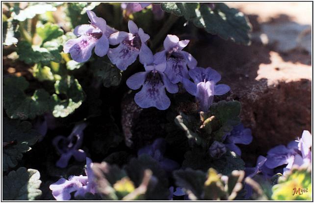 Rock Campanula