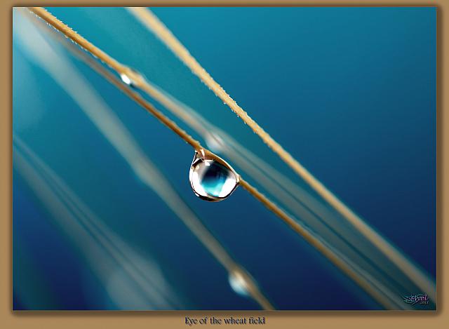 Eye of the wheat field