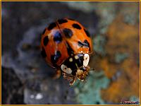 LadyBird