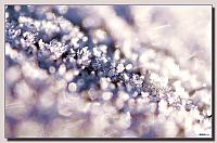 Frost crystals