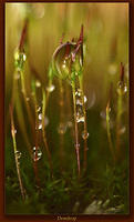 Dewdrop