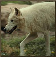 Monde Sauvage Wolf Pict