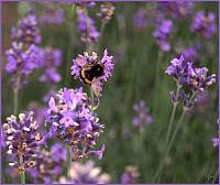 Heady flagrance of lavender