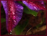 Wet Clematis