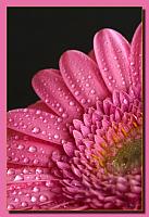 Classic pink flower