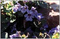 Rock Campanula