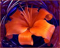 Flowering in blue glass