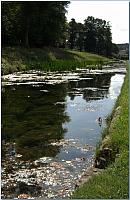 The algae walk